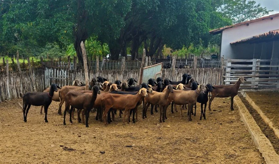 Embrapa em Sobral abre venda pública de caprinos e ovinos com 62 animais