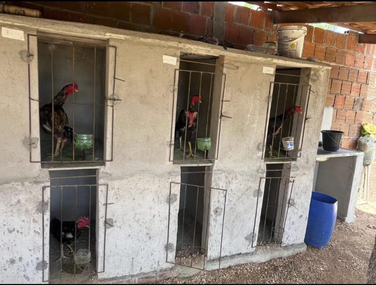 PMCE aplica multa de R$ 16 mil, resgata sete galos com sinais de maus-tratos e 11 aves silvestres presas em cativeiro de forma irregular
